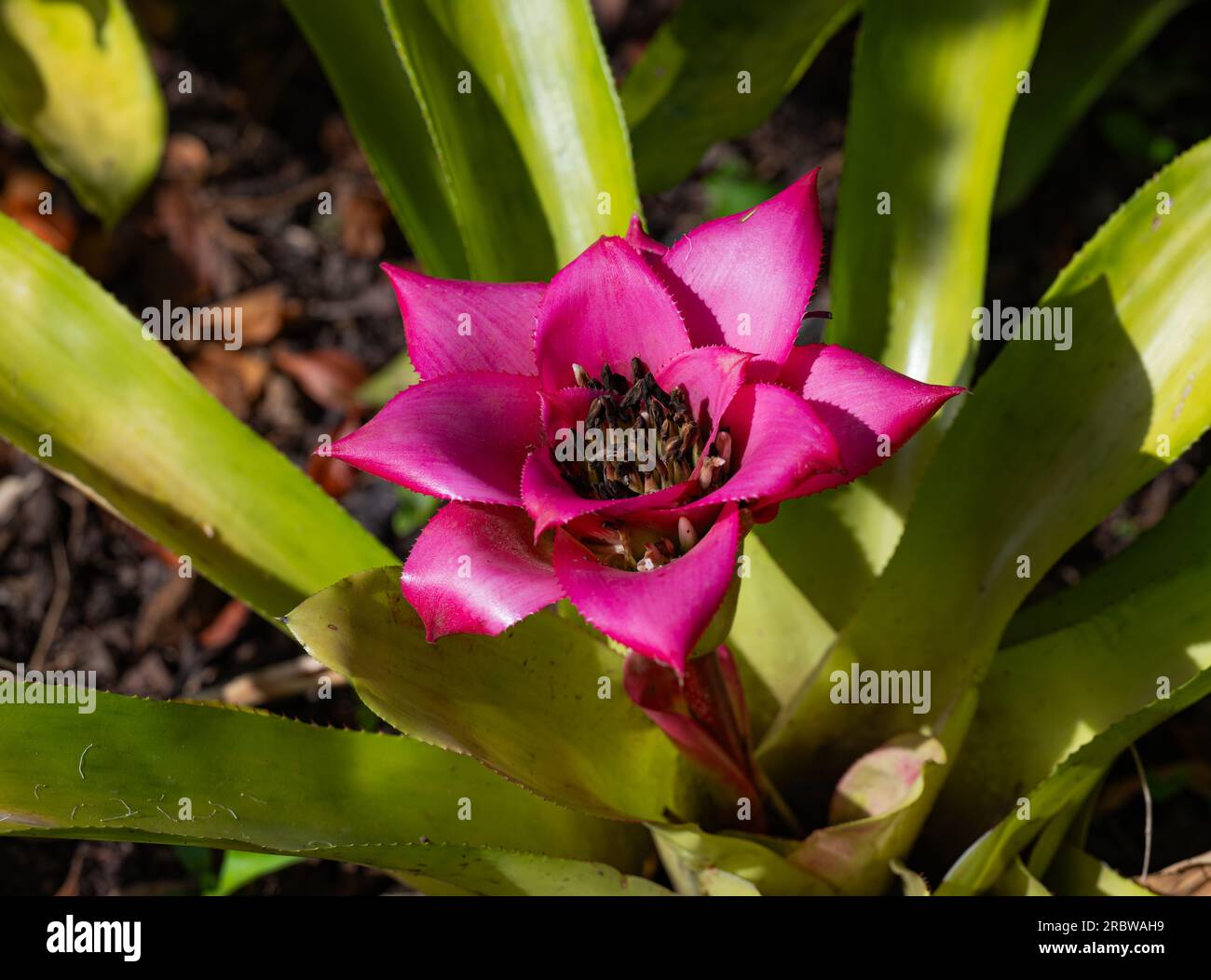 beautiful neoregelia flower, closeup Stock Photo