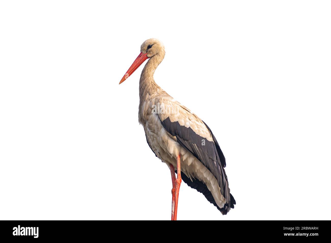 stork isolated on white background Stock Photo