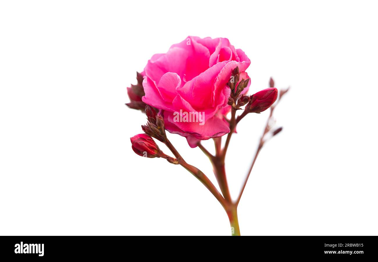 oleander flower isolated on white background Stock Photo