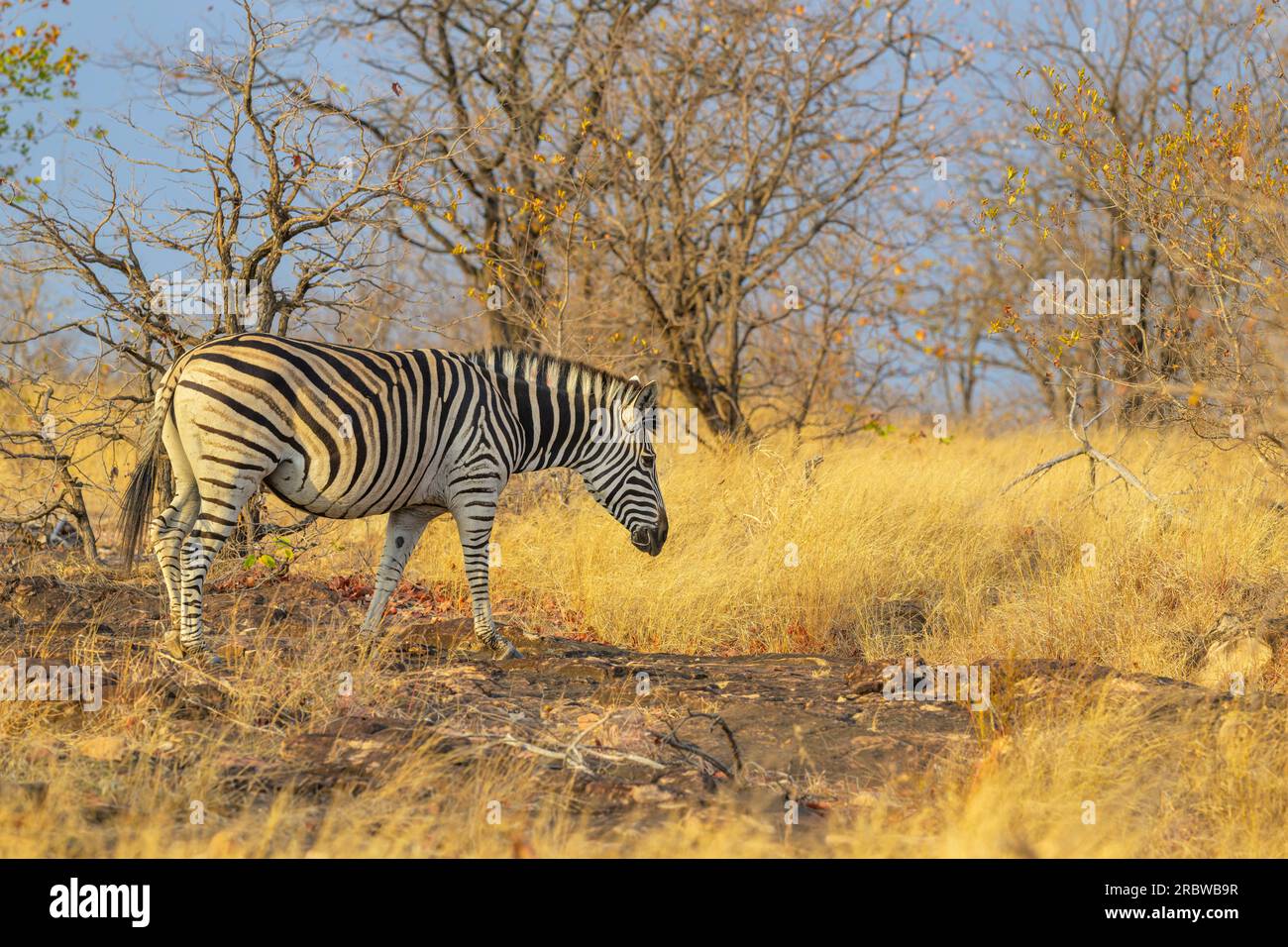 Plains Zebra (Equus quagga) walking on rock at savanna, Kruger National