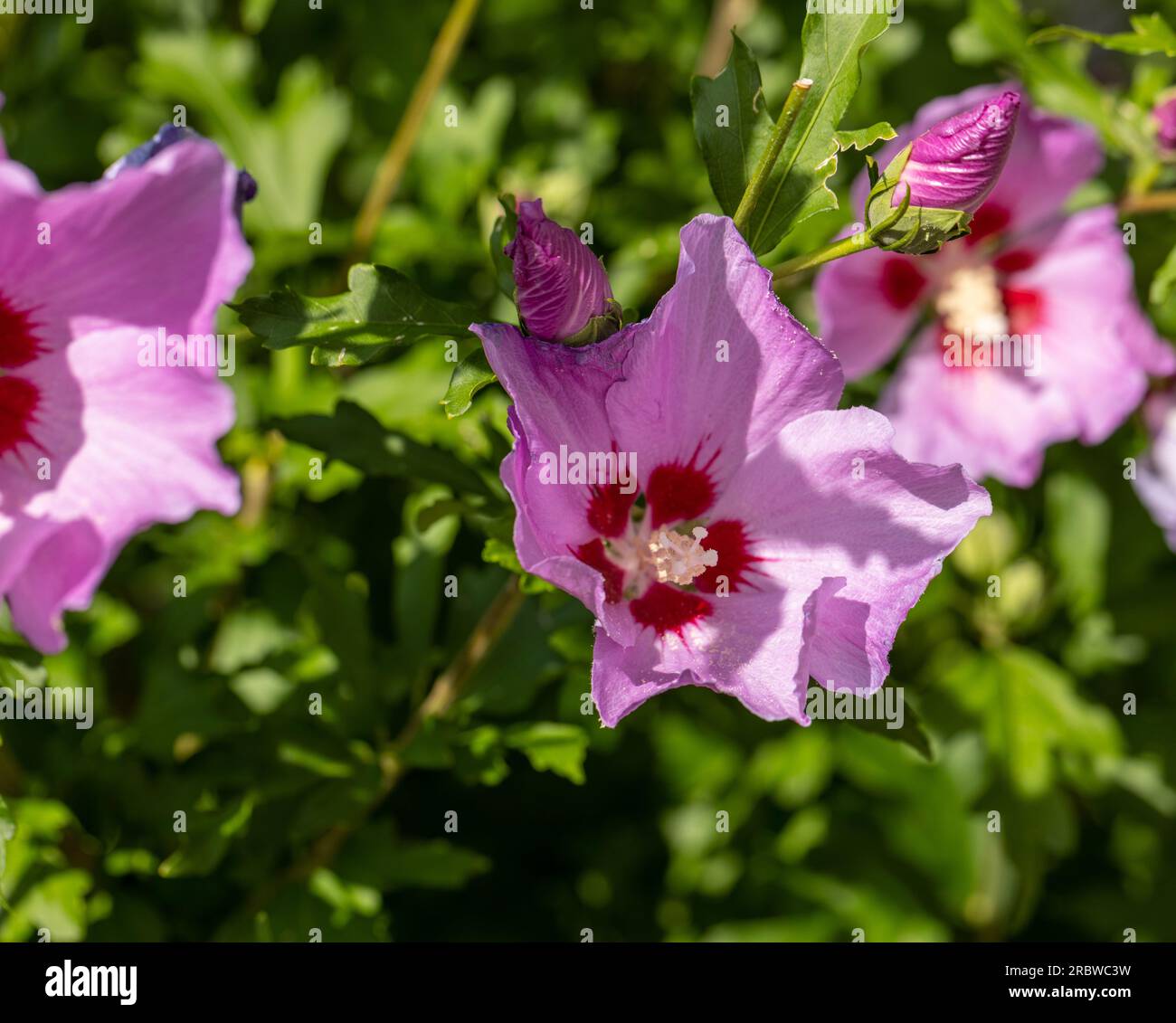 Beautiful pink flowers of Hibiscus syriacus in garden Stock Photo - Alamy