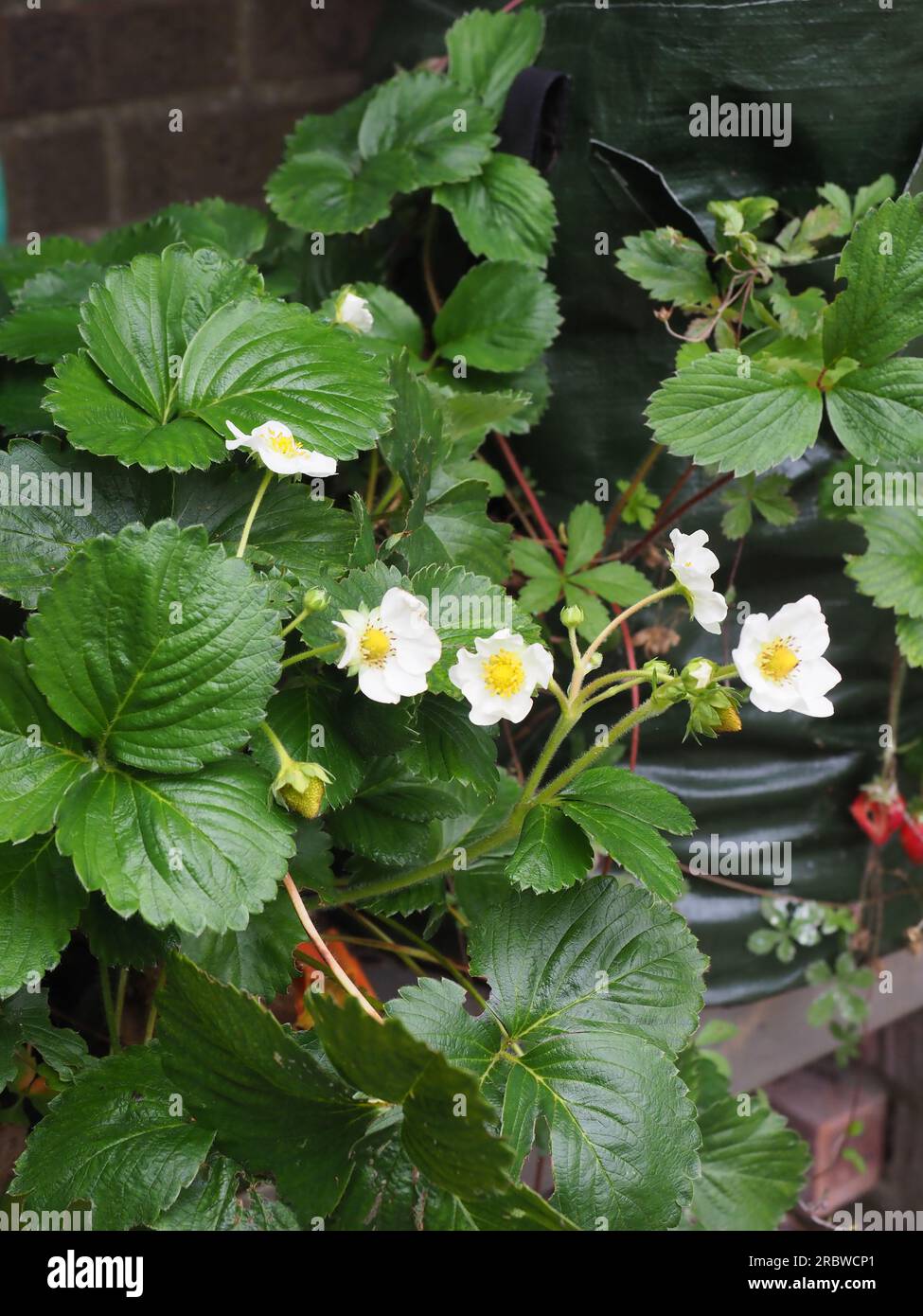 Strawberry flowering hi-res stock photography and images - Alamy