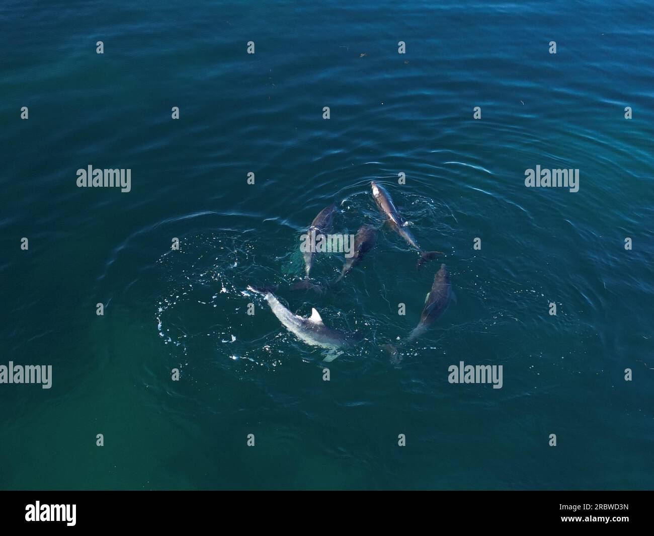 Pod of Dolphins from above Stock Photo - Alamy