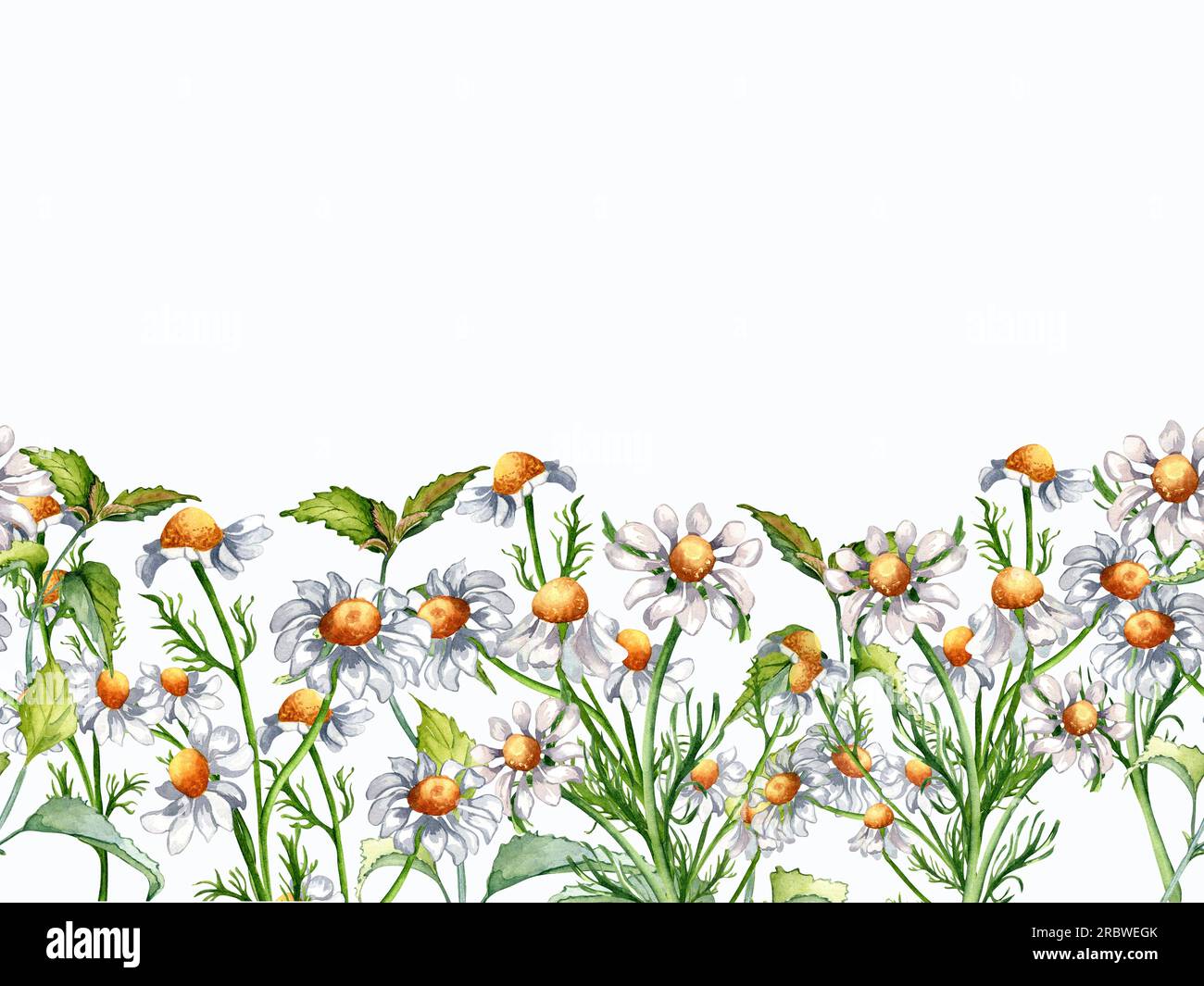 Seamless border of medicinal plants chamomile watercolor illustration isolated on white background. Daisy yellow flower, useful herb camomile, nettle Stock Photo