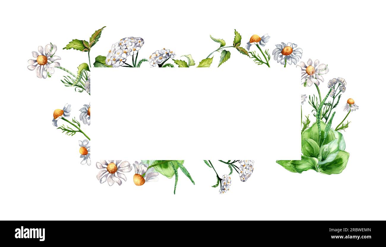Frame of meadow medicinal flower, herb plants watercolor illustration isolated on white background. Daisy, camomile, plantain, achillea millefolium ha Stock Photo
