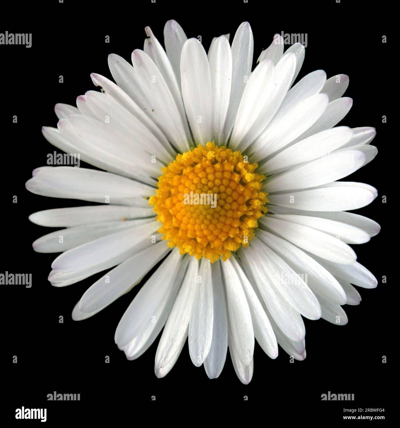 Close-up of the blossom of a daisy (Bellis perennis), isolated on black. Stock Photo