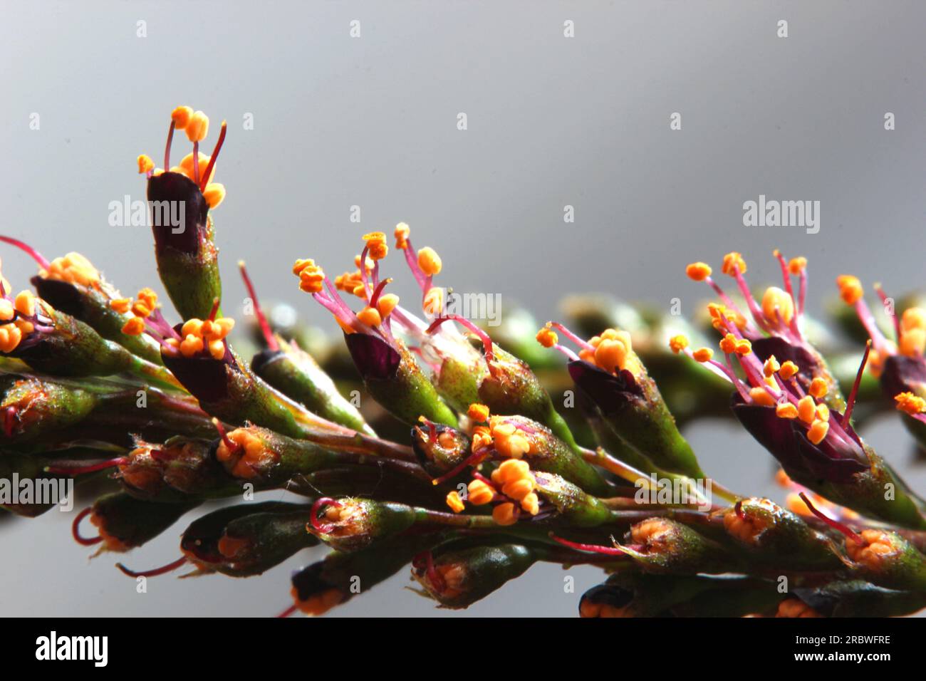 Super close-up of desert false indigo (Amorpha fruticosa) blossoms. Stock Photo