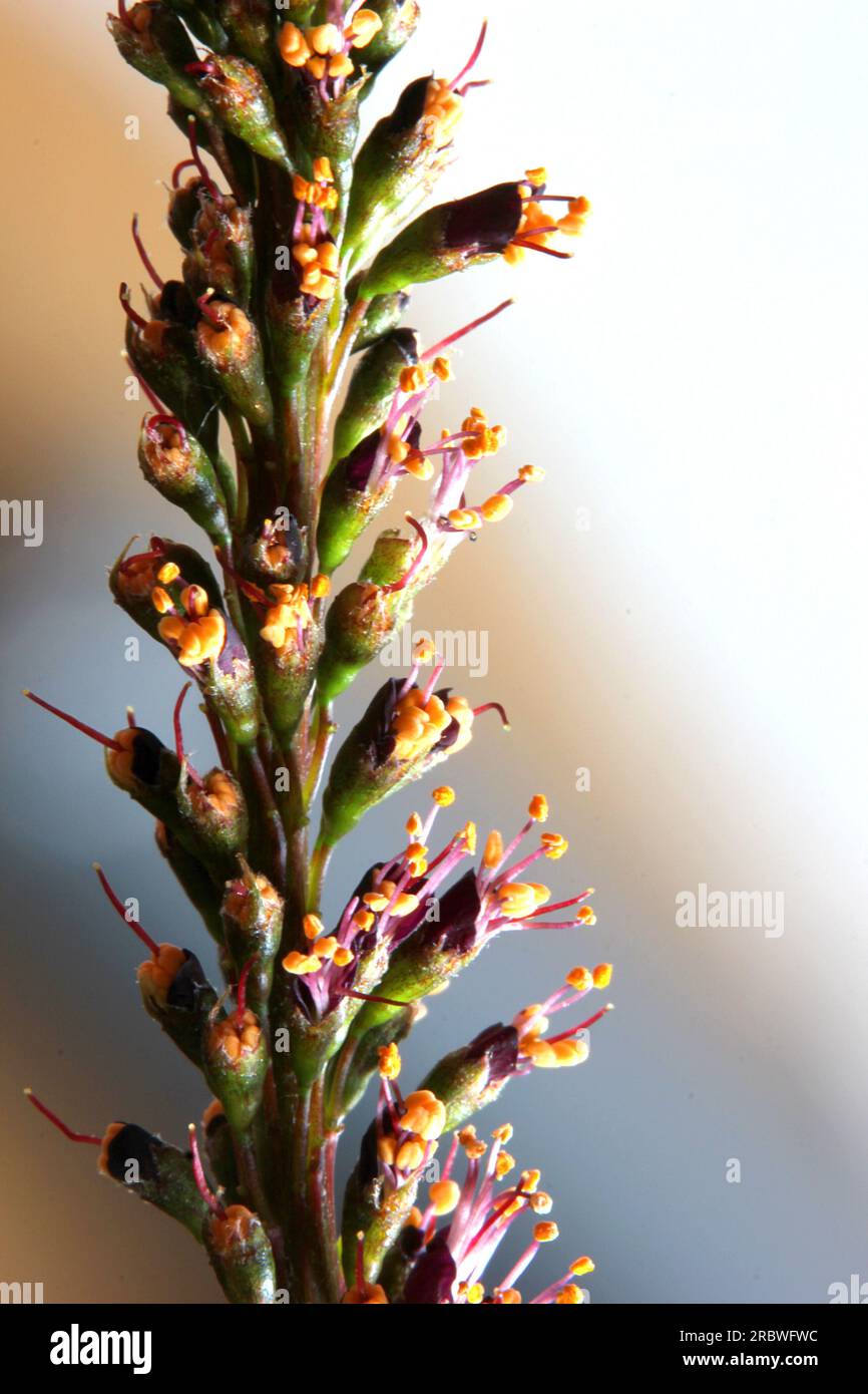 Super close-up of desert false indigo (Amorpha fruticosa) blossoms. Stock Photo