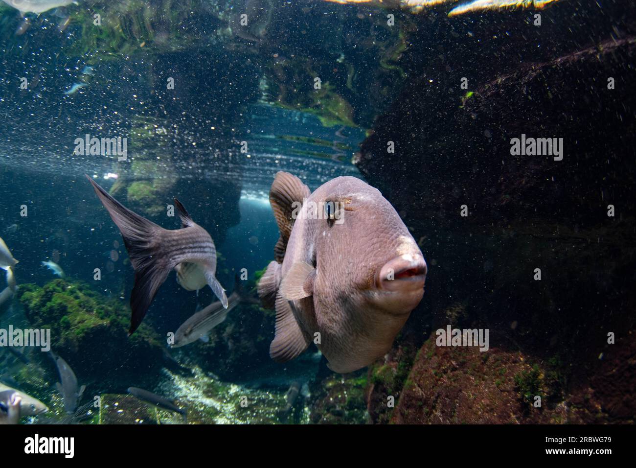 grey triggerfish in a aquarium Stock Photo