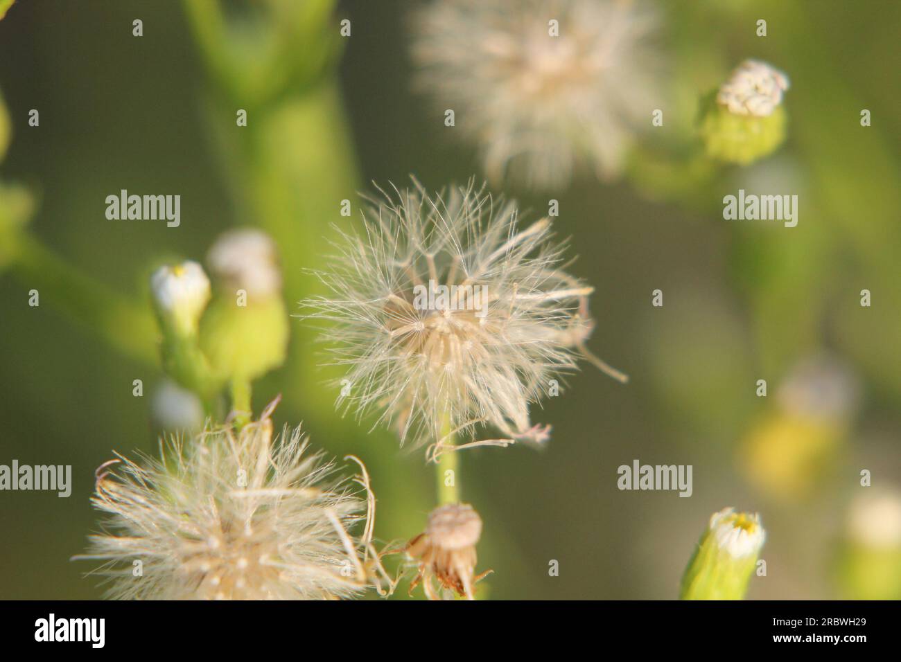 Seeds of the Canadian horseweed (Conyza canadensis), a common ruderal plant. Stock Photo