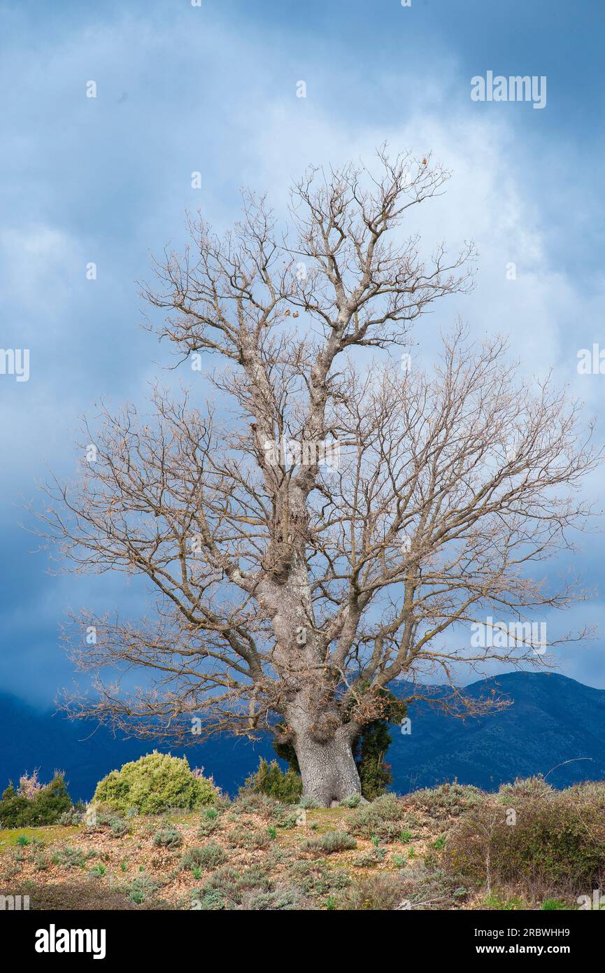 Downy oak (Quercus Pubescens), Villanova Strisaili, Villagrande Strisaili, Sardinia, Italy, Europe Stock Photo