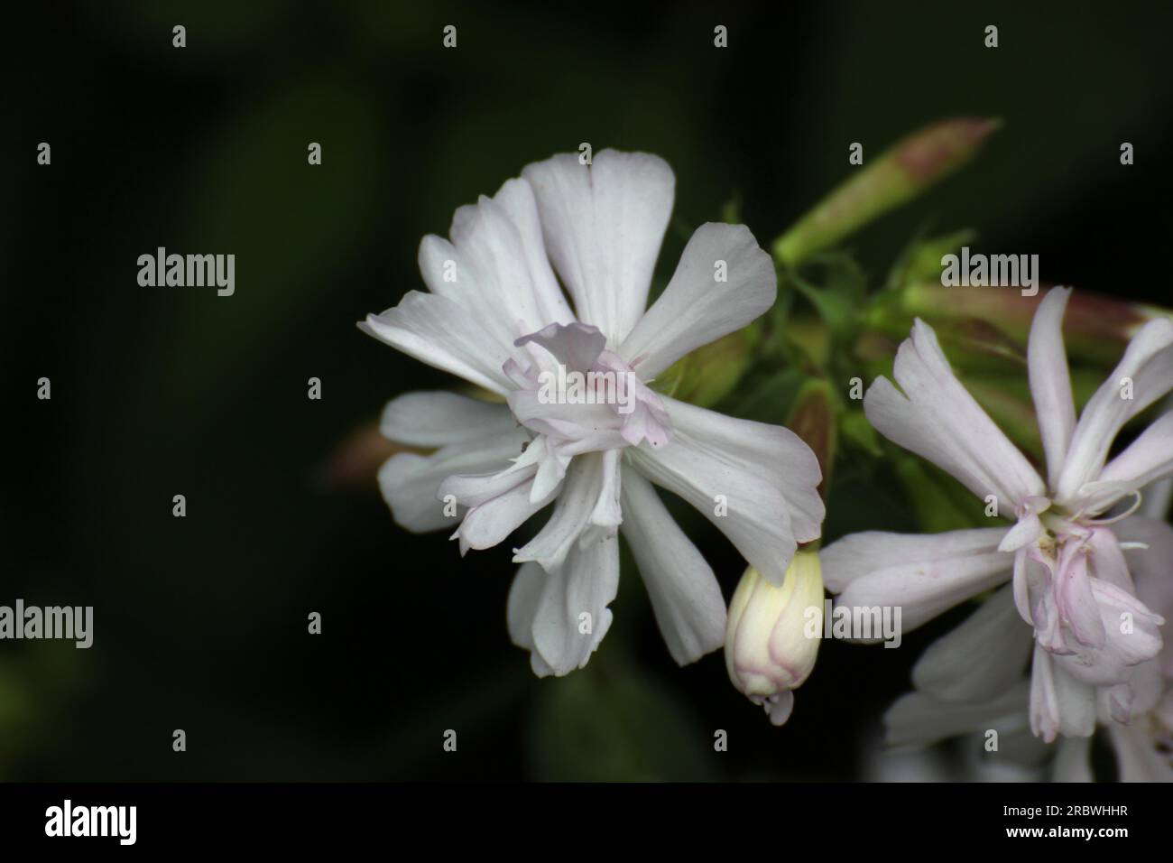 Flower from the Silene genus (campion/catchfly). Stock Photo