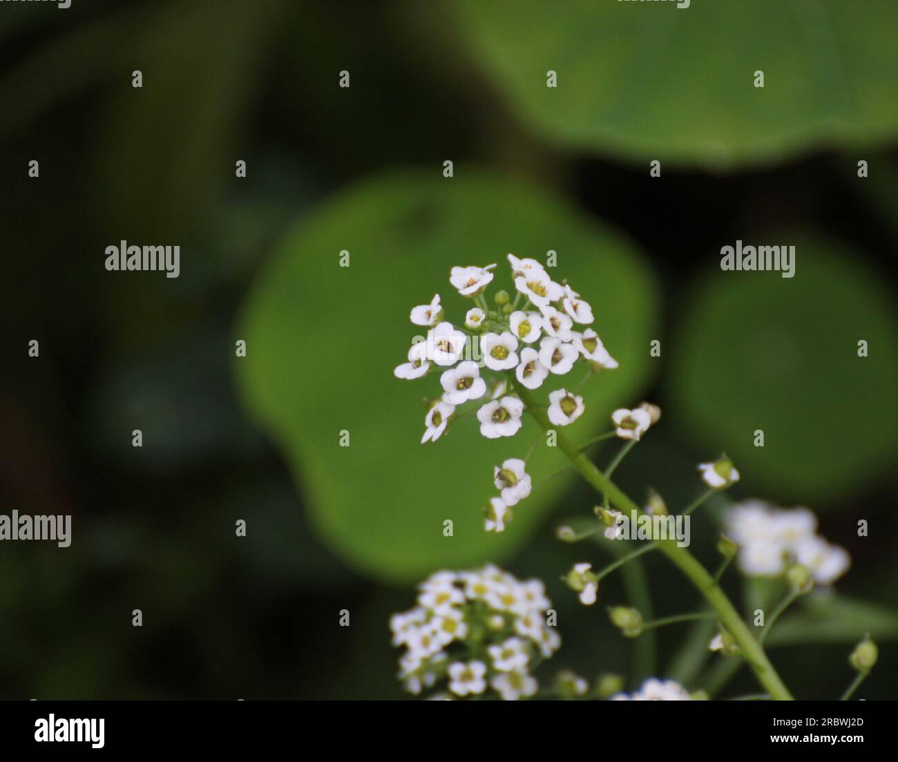 Blossoms of alyssum (Lobularia maritima Stock Photo - Alamy