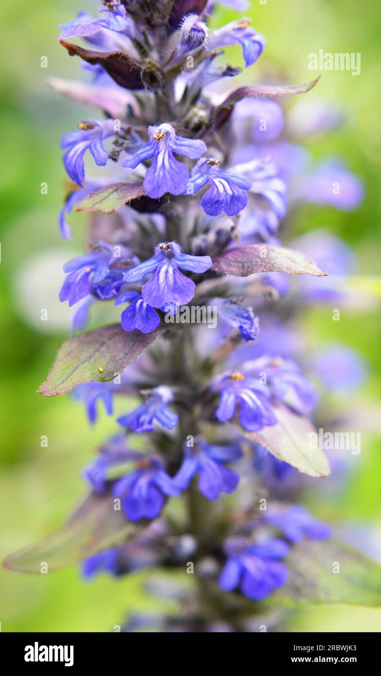 Ajuga reptans grows and blooms in herbs in the wild Stock Photo