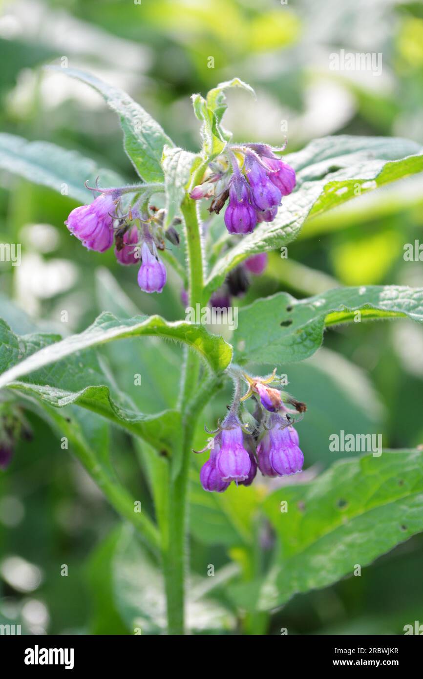 In the meadow, among wild herbs the comfrey (Symphytum officinale) is blooming Stock Photo