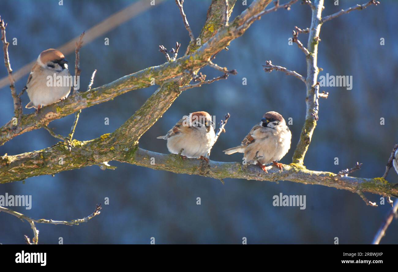 Sparrows (Passer) in the wild sit on a branch Stock Photo