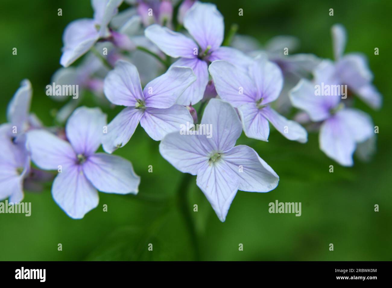 Rediva In spring, Lunaria rediviva blooms in the wild in the forest Stock ...