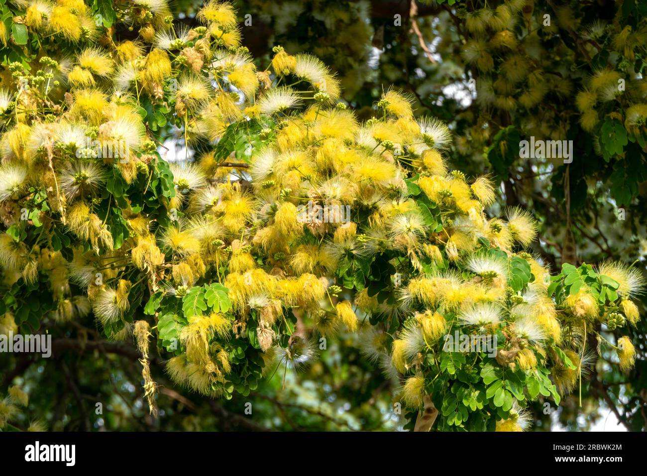 Delicate yellow flowers of Albizia lebbeck or Siris Tree or Woman's Tongue Tree close up Stock Photo