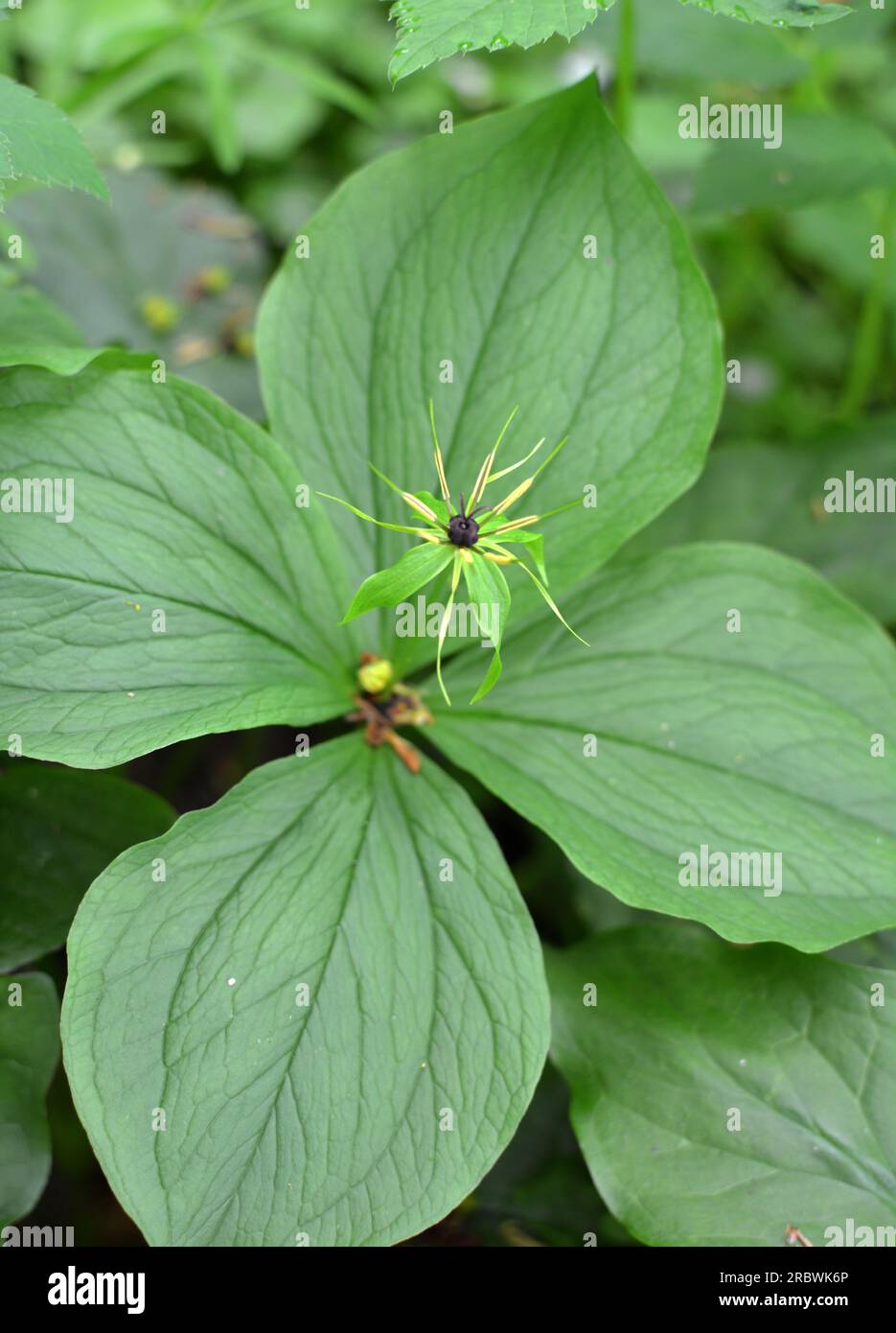 In spring in the forest in the wild paris quadrifolia blooms Stock Photo