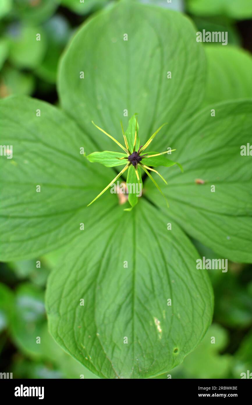 In spring in the forest in the wild paris quadrifolia blooms Stock Photo