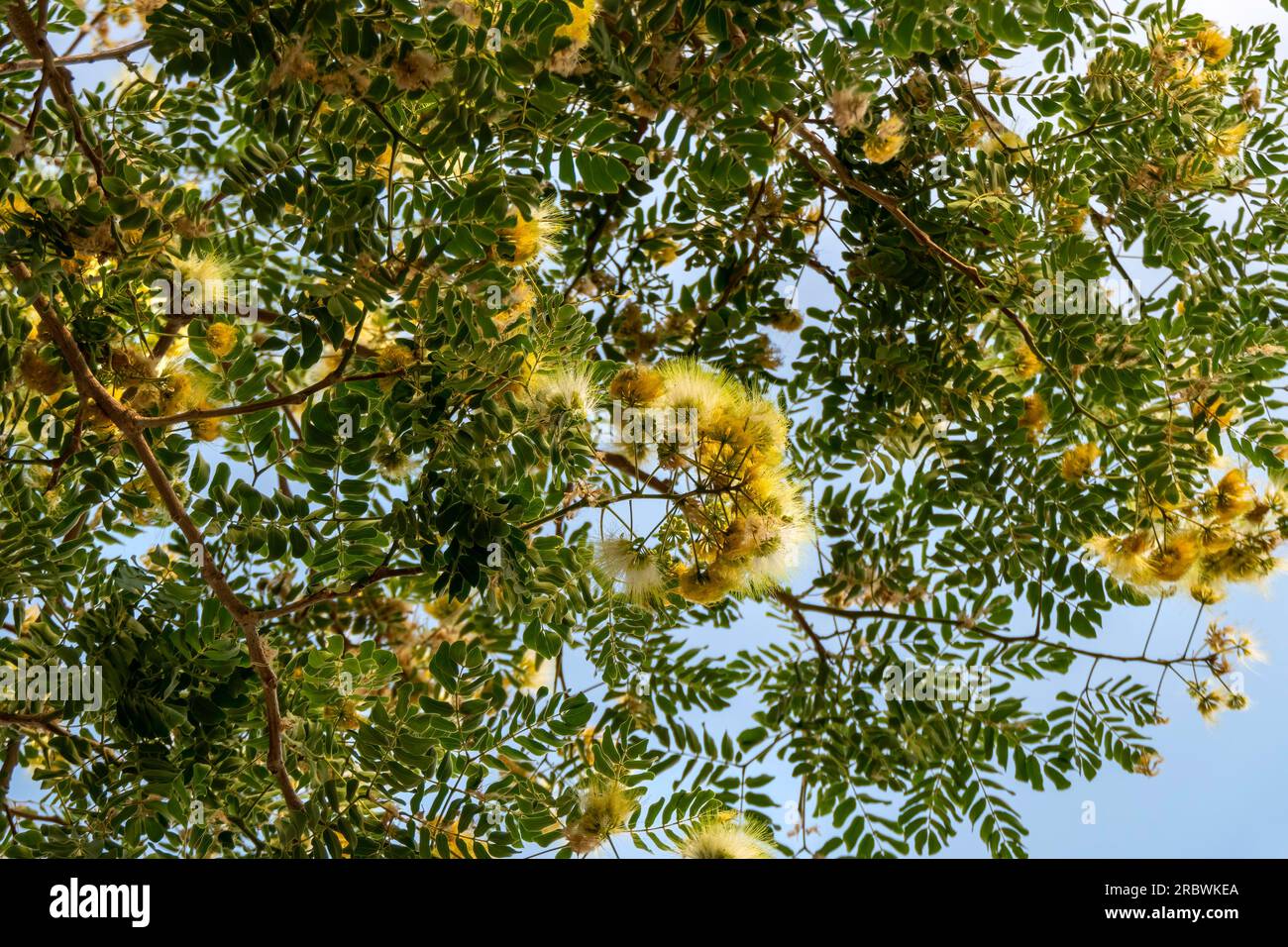 Delicate yellow flowers of Albizia lebbeck or Siris Tree or Woman's Tongue Tree close up Stock Photo