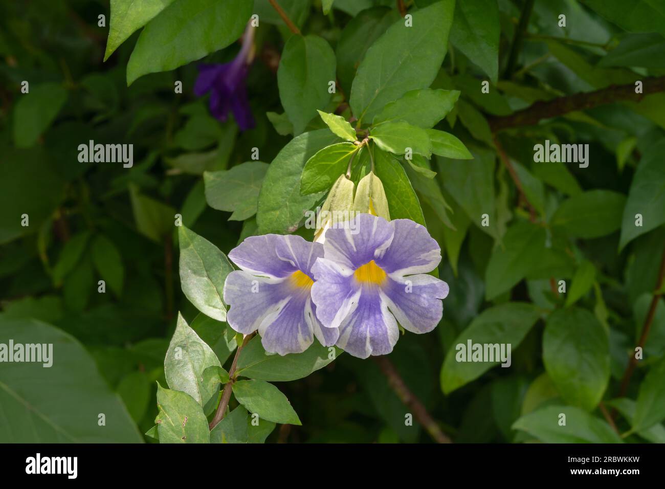 Closeup view of purple blue and white variegated flowers of thunbergia erecta shrub aka bush clock vine or king's mantle outdoors in tropical garden Stock Photo