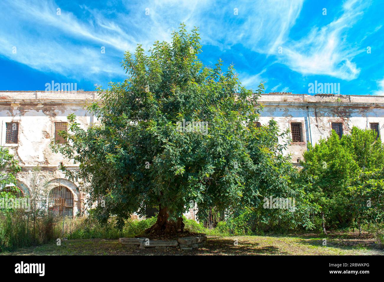 Monumental Carob, Former Penal Colony (Ex Colonia Penale), Castiadas, Sardinia, Italy, Europe Stock Photo