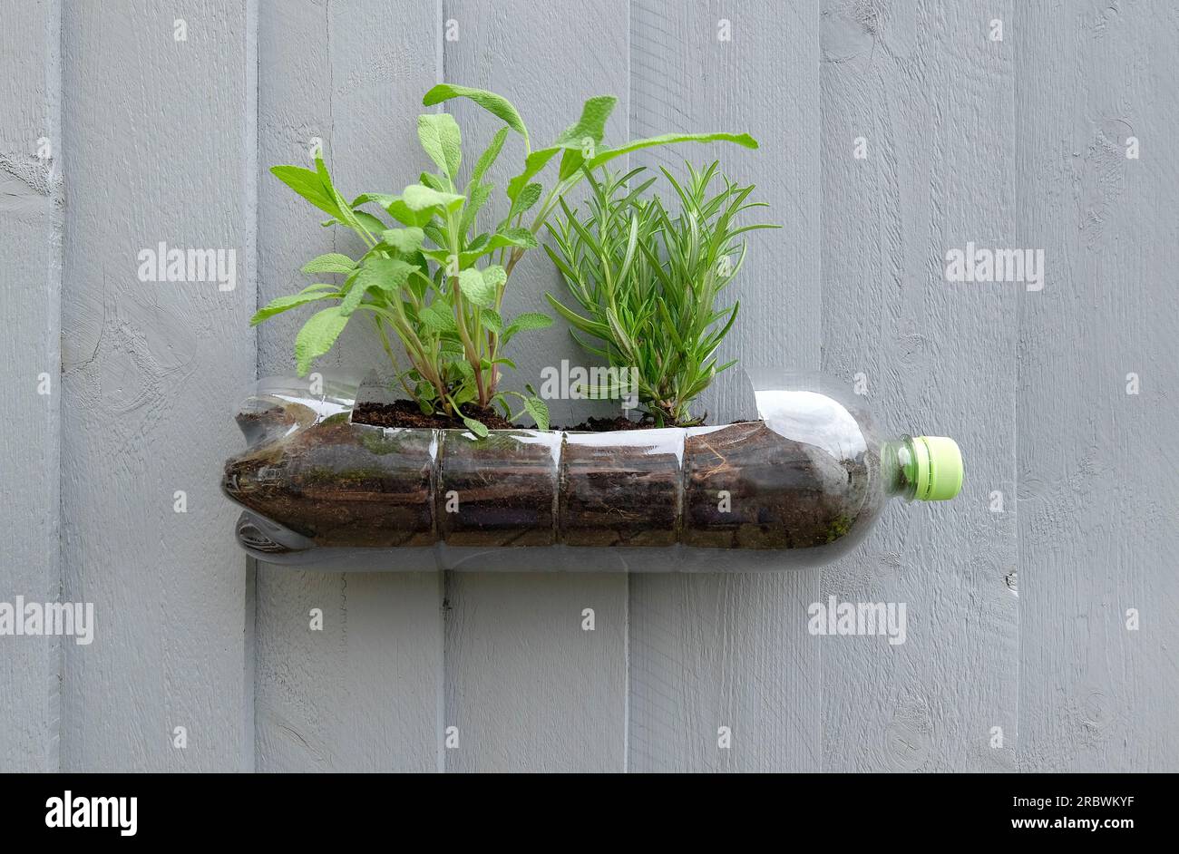 herb garden in plastic bottle on painted grey fence, norfolk, england Stock Photo