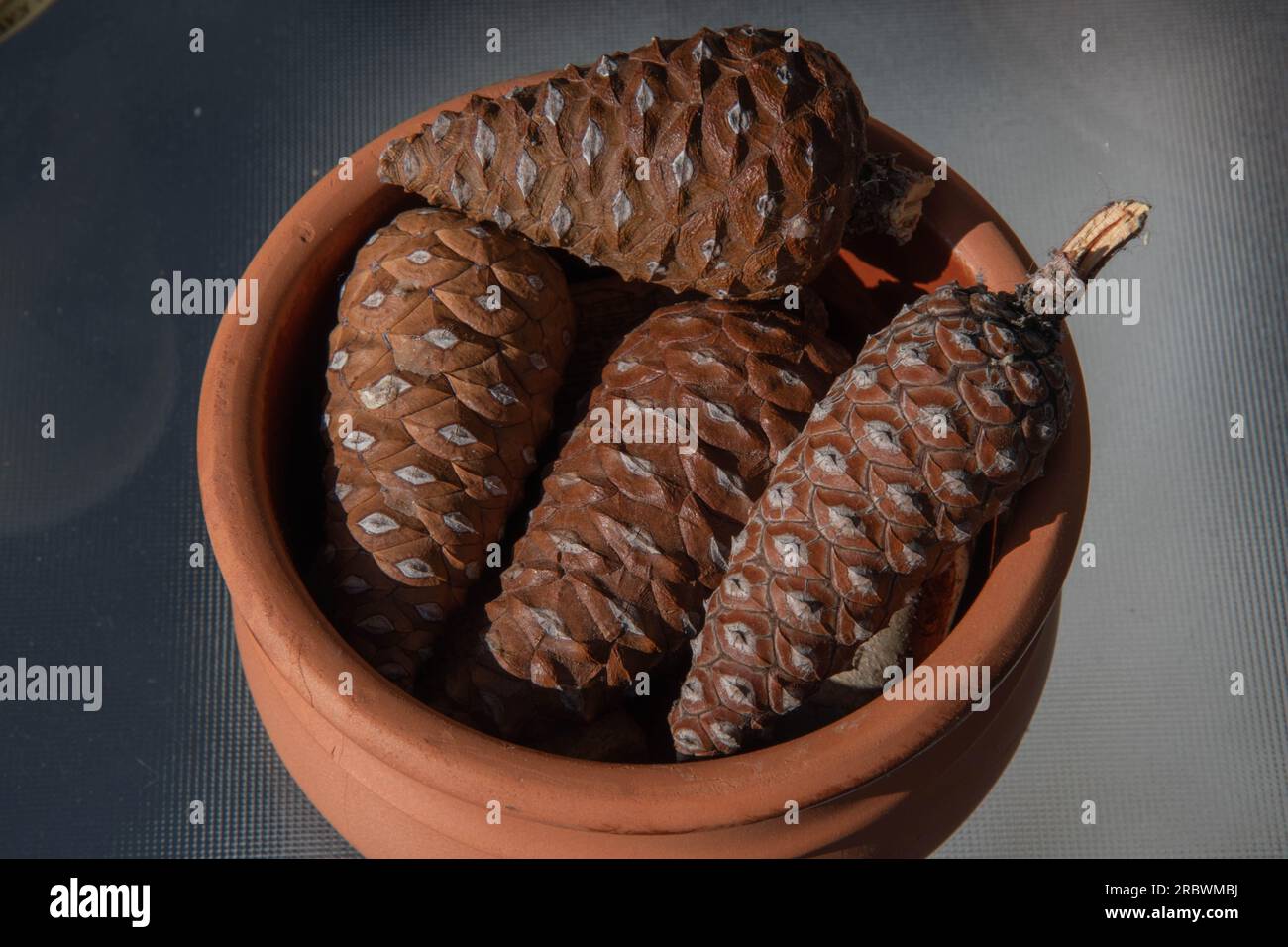 Pile of small wooden pine cones in clay pottery isolated on empty table. Closeup natural texture pine cones of conifer tree Stock Photo