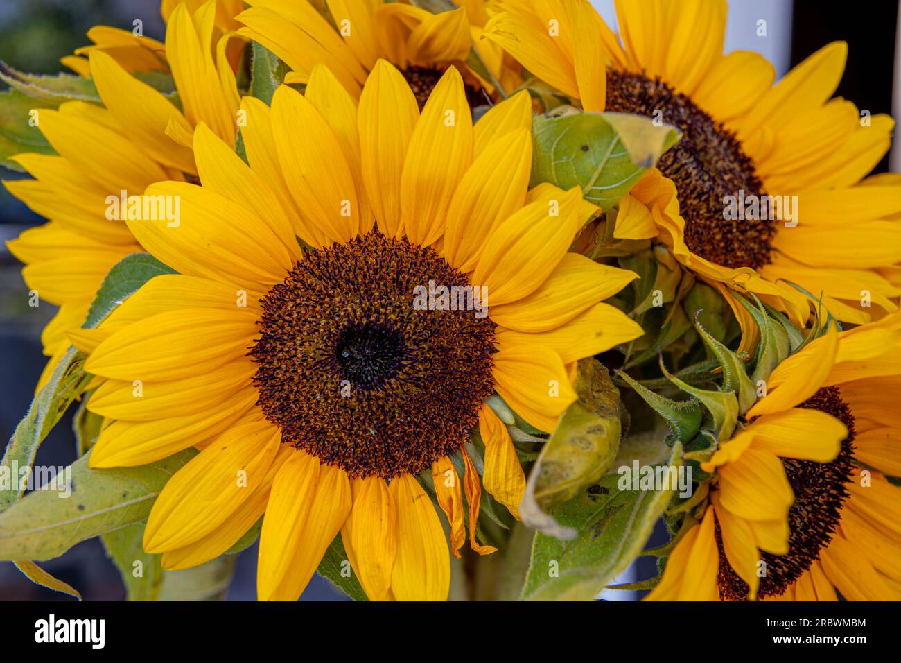 Withered sunflower flowers closeup. Yellow fading petals and green