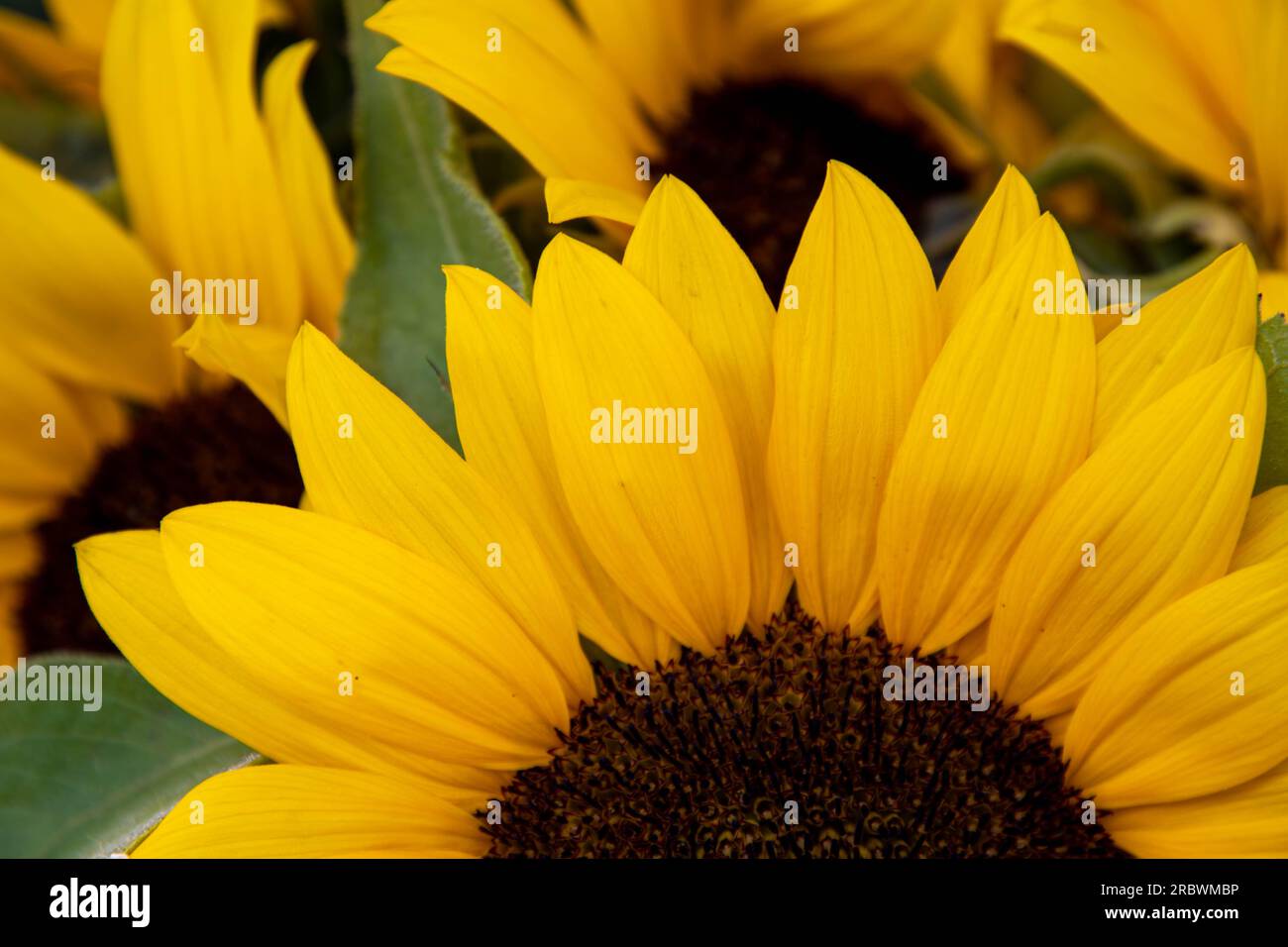 Fresh yellow petals of sunflower flowers closeup with unripe sunflower