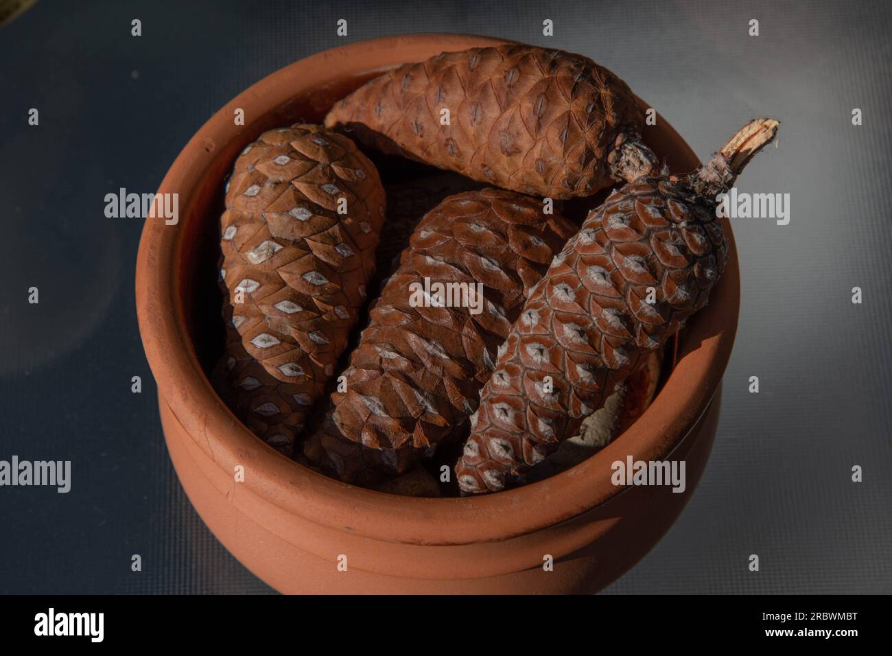 Pile of small wooden pine cones in clay pottery isolated on empty table. Closeup natural unripe pine cones of conifer tree Stock Photo