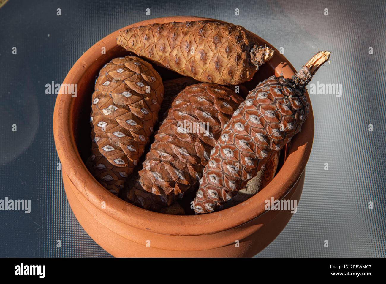 Closeup small wooden pine cones in clay pot isolated on empty table. Natural pine cones of conifer tree. Coniferous pine cones still life Stock Photo