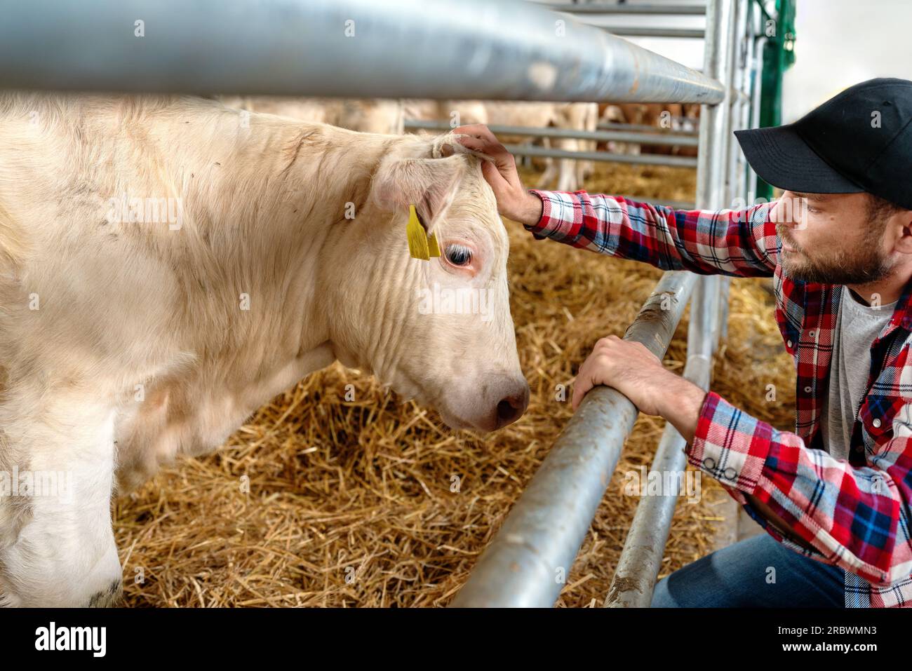 Man farm worker conducting a visual medical checkup at cattle livestock