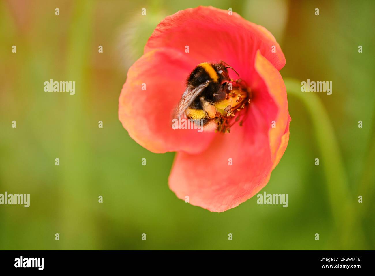 Wild flowers with bees Stock Photo - Alamy