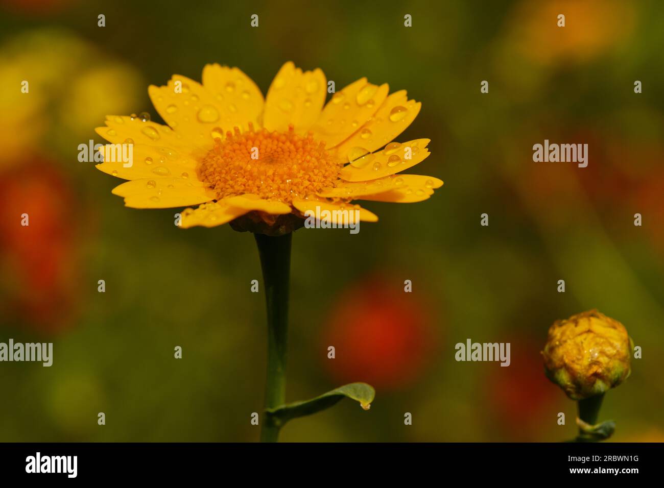 Wild Roses And Bees Wild flowers with bees Stock Photo - Alamy