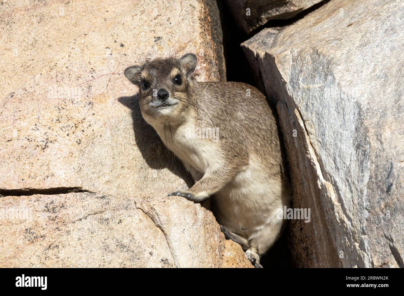 A sub-adult Bush Hyrax emerges from a crevasse in the granite boulders the  family unit uses as a refuge from danger and safe place to sleep Stock  Photo - Alamy