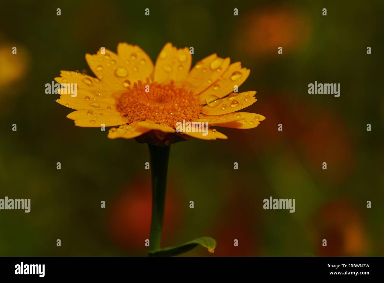 Wild flowers with bees Stock Photo - Alamy