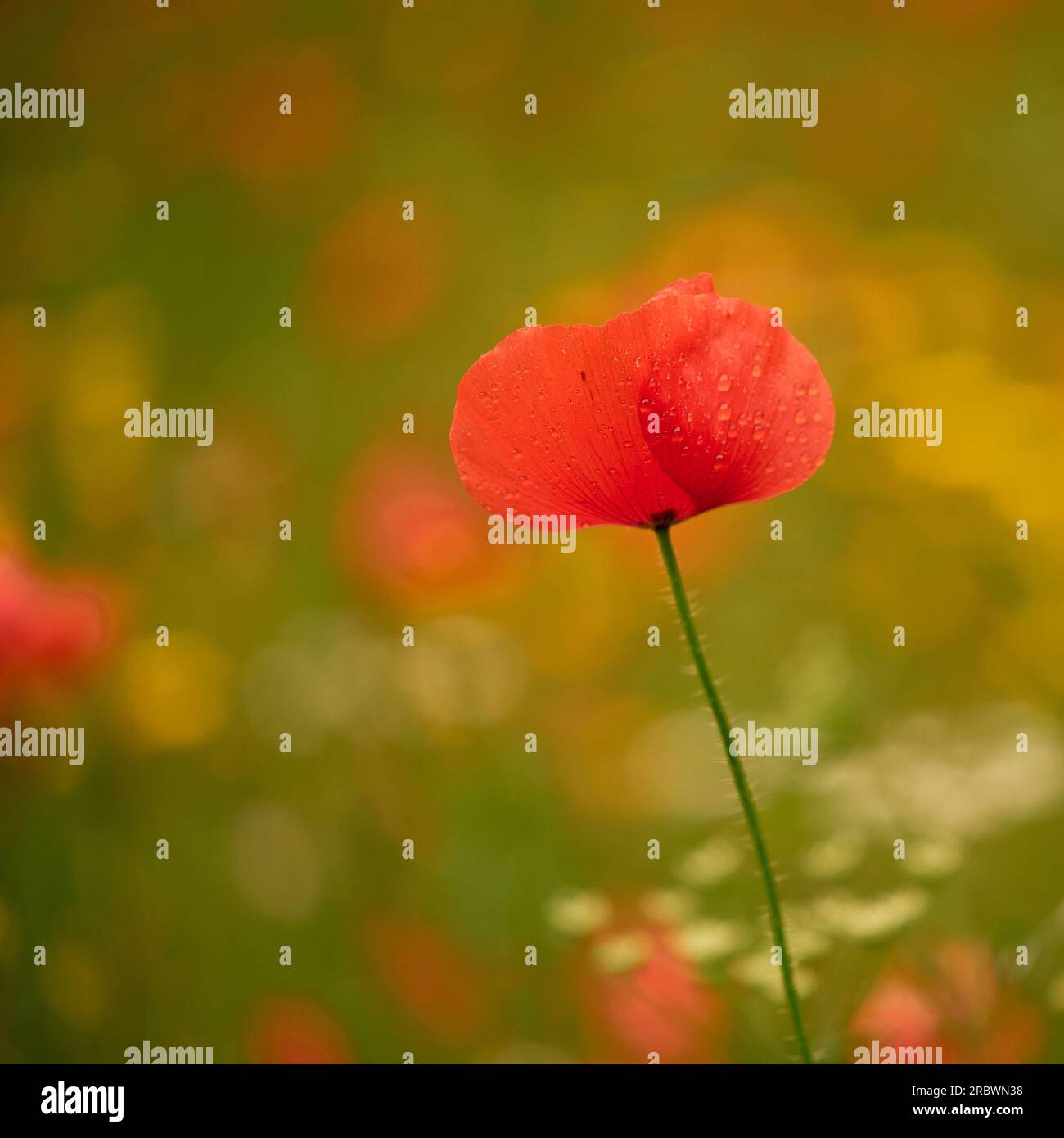 Wild flowers with bees Stock Photo - Alamy