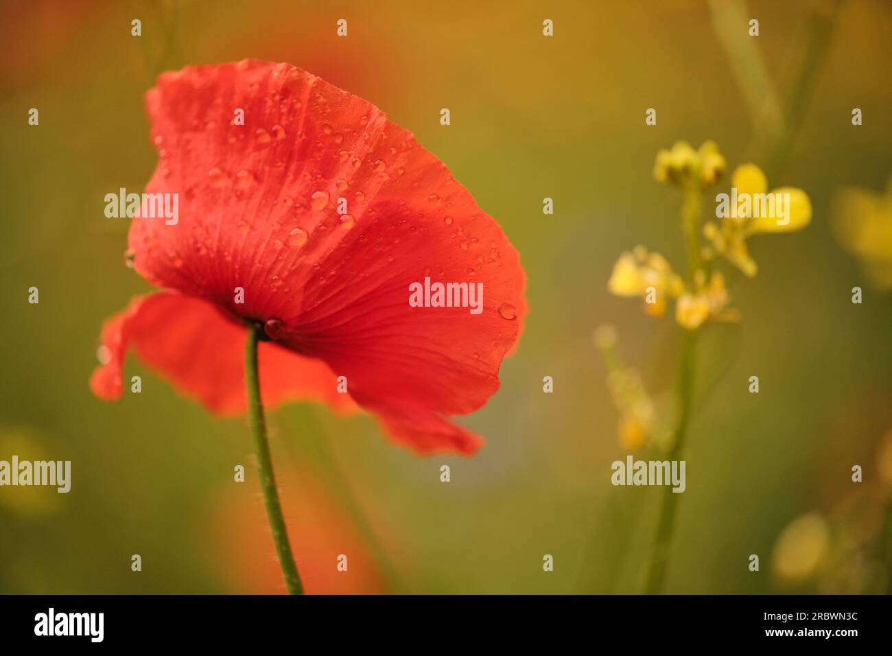 Wild Roses And Bees Wild flowers with bees Stock Photo - Alamy