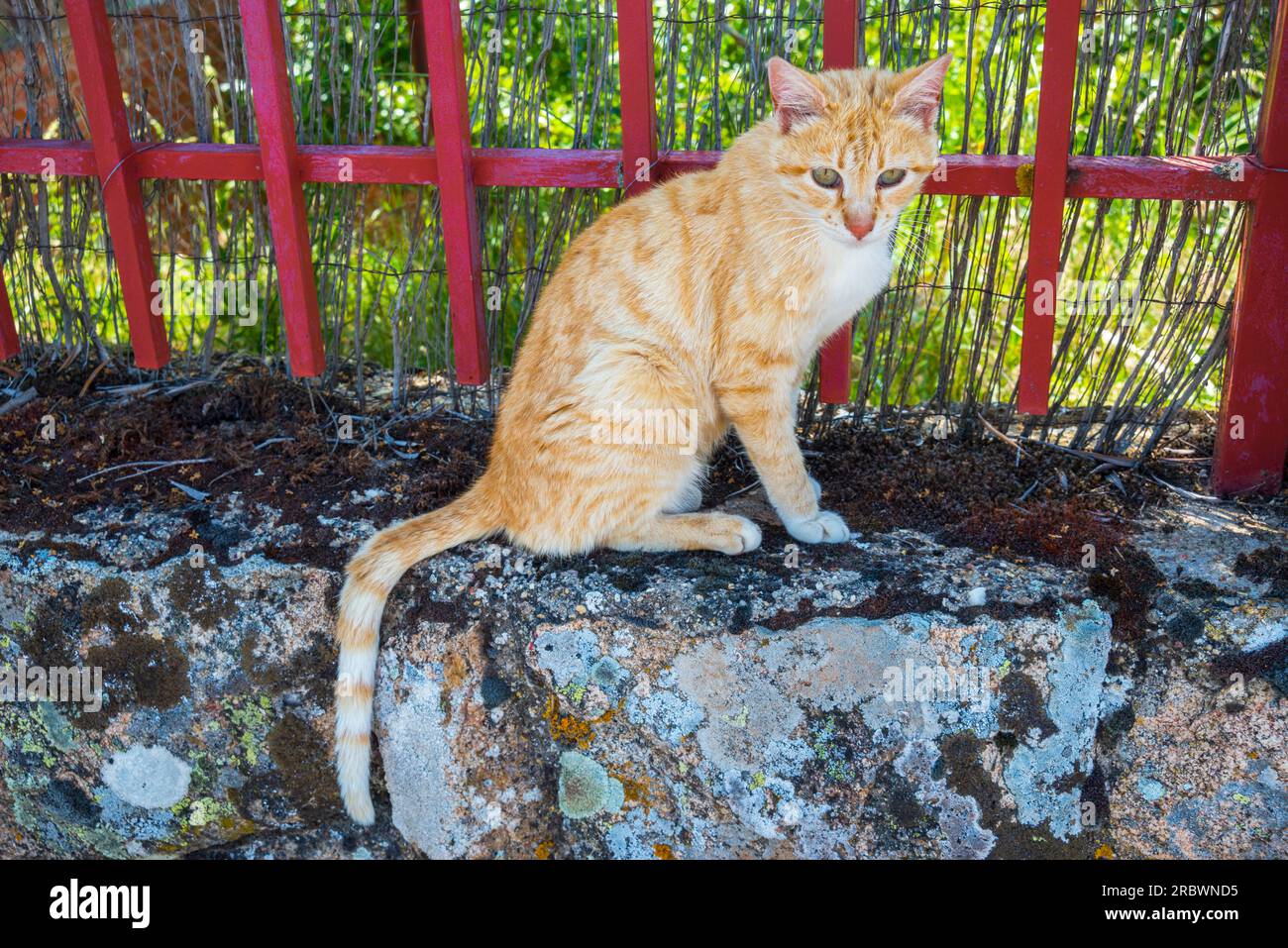 Tabby and white cat sitting Stock Photo - Alamy