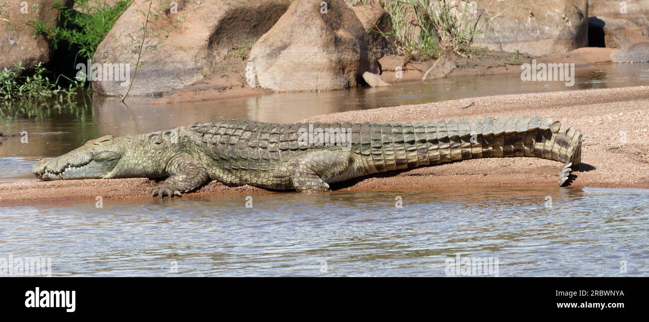 A large Nile Crocodile basks in the sunshine on a sandbank in the Ruaha ...