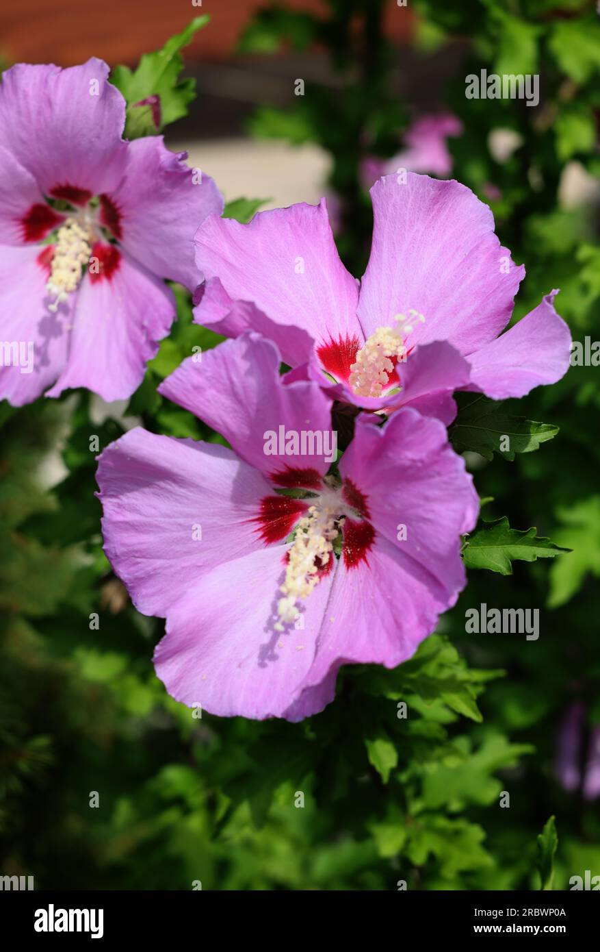 Beautiful pink flowers of Hibiscus syriacus in garden Stock Photo - Alamy