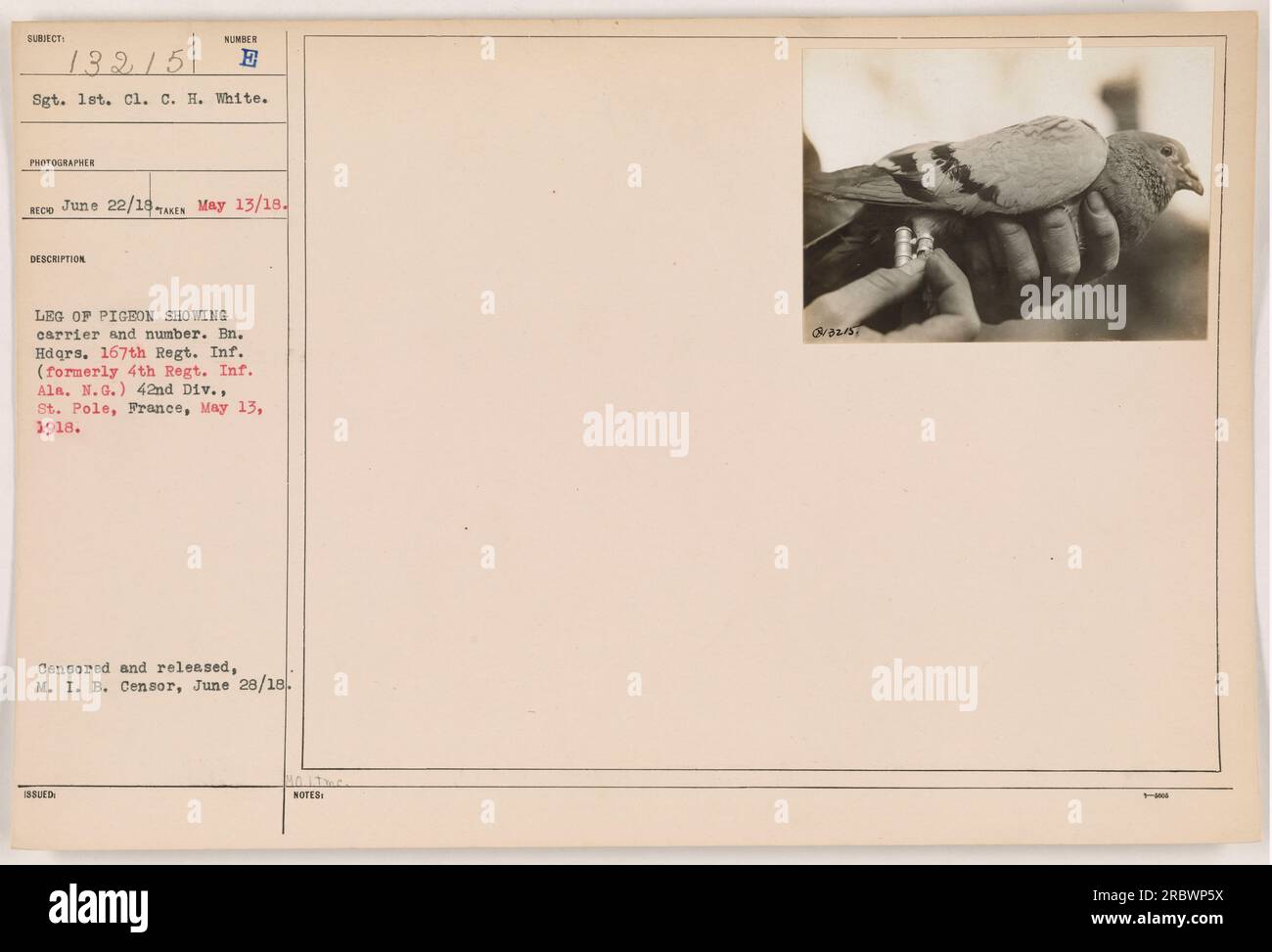 Leg of pigeon showing carrier and number in Bn. Hdqrs. 167th Regt., 42nd Div., St. Pole, France, May 13, 1918. The photo was taken by Sgt. C.H. White, number 13215. It was censored and released by the M.I. B. Censor on June 28, 1918. Stock Photo