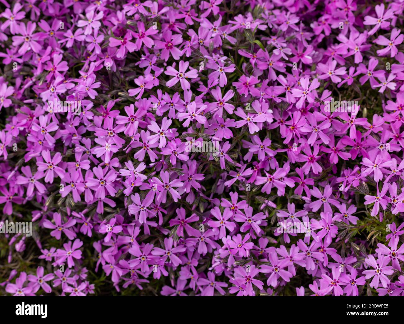 lilac aubrieta deltoidea flowers in the garden. Stock Photo