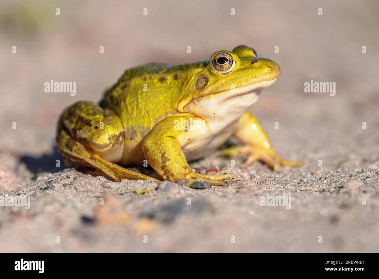 Pool Frog (Pelophylax lessonae) is a European frog in the family