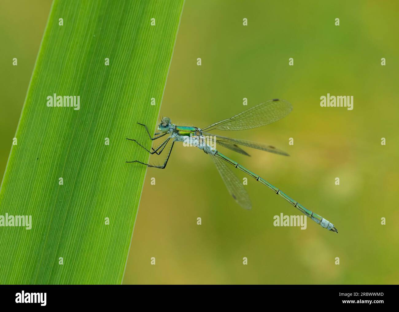 Emerald damselfly (Lestes sponsa), male resting on vegetation, Dumfries ...