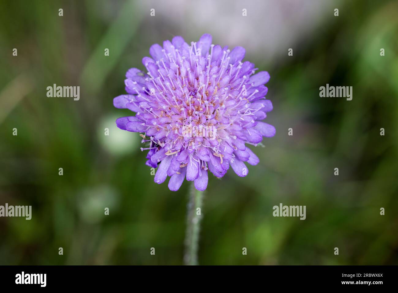 Field scabious Stock Photo