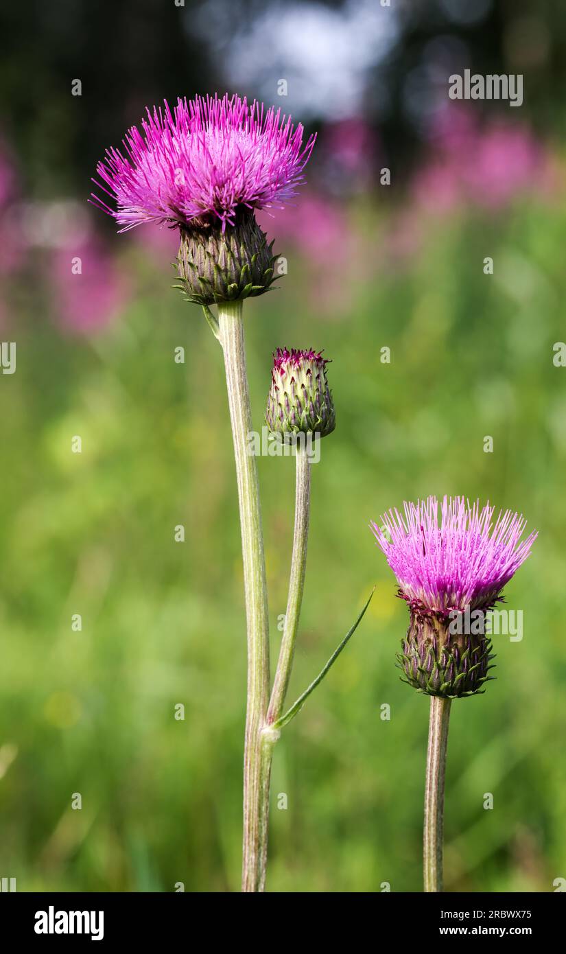 Melancholy thistle Stock Photo