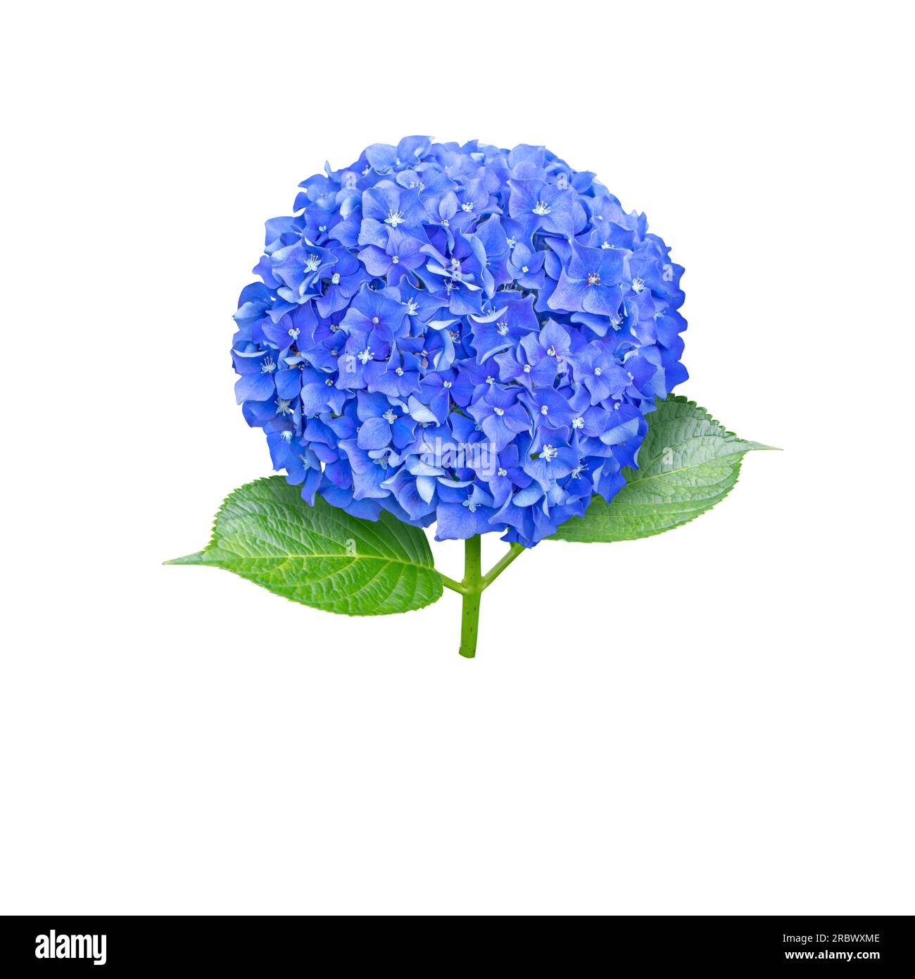 Blue hydrangea macrophylla flower head closeup isolated on white. Hortensia flowering plant. Stock Photo